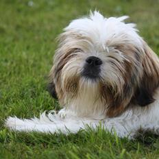 Shih tzu Flindts Darling Little Cille