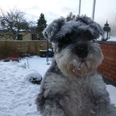 Dvaergschnauzer *FNUGGI*