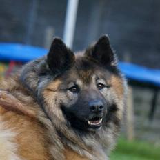 Eurasier Super Nova