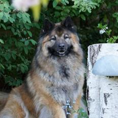 Eurasier Super Nova