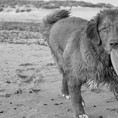 Nova scotia duck tolling retriever Charlie