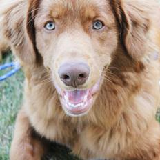Nova scotia duck tolling retriever Charlie