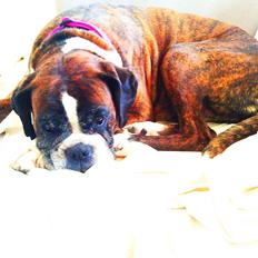 Boxer Skovhøjs Dino