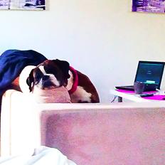 Boxer Skovhøjs Dino