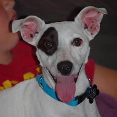 Jack russell terrier Bandit