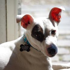 Jack russell terrier Bandit