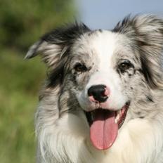 Border collie Tumle