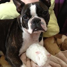 Boston terrier Fanta