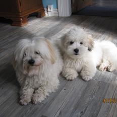Coton de tulear Jolene Jolene