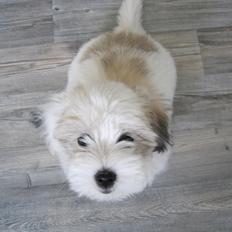 Coton de tulear Jolene Jolene
