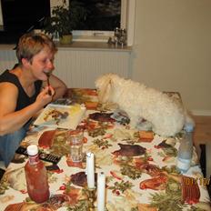 Coton de tulear Bounty