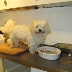 Coton de tulear Bounty