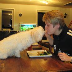 Coton de tulear Bounty