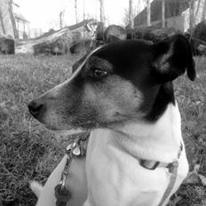 Dansk svensk gaardhund Buster - Broblembarnet