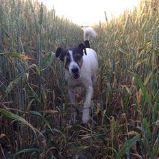 Dansk svensk gaardhund Buster - Broblembarnet