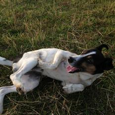 Dansk svensk gaardhund Buster - Broblembarnet