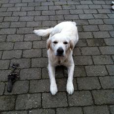 Golden retriever bailey