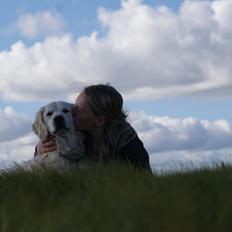 Golden retriever Balou