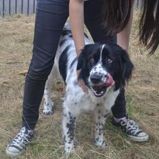 Blanding af racer Laika