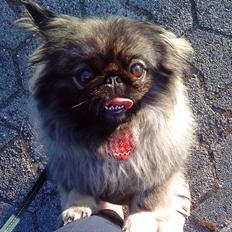 Pekingeser Sille RIP