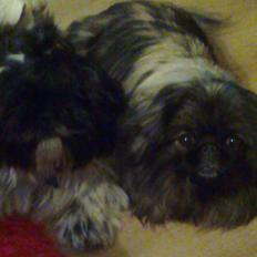 Pekingeser Sille RIP