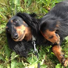 Miniature gravhund Malou