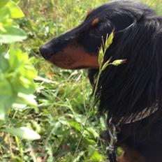 Miniature gravhund Malou