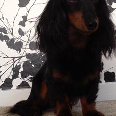 Miniature gravhund Malou