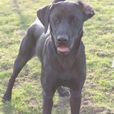 Labrador retriever Lady<3 (Far's)