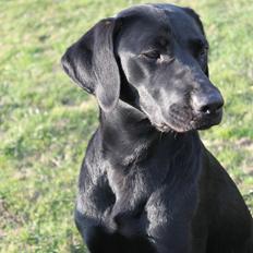 Labrador retriever Lady<3 (Far's)