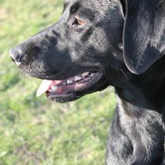 Labrador retriever Lady<3 (Far's)