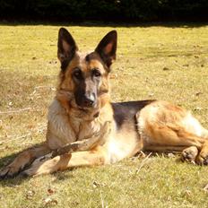 Schæferhund Unik.Dog Donna