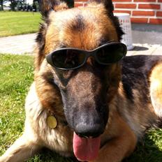 Schæferhund Unik.Dog Donna