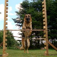 Schæferhund Unik.Dog Donna