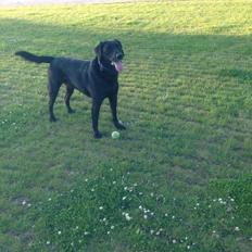 Labrador retriever King