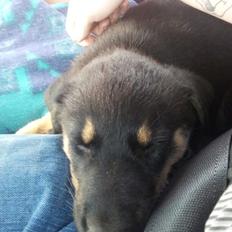 Blanding af racer Molly