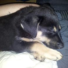 Blanding af racer Molly