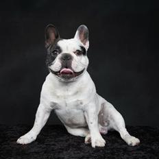 Fransk bulldog Prop