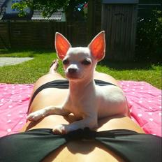 Chihuahua Shiro ("Hvid" på Japansk)