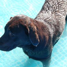 Labrador retriever Sille