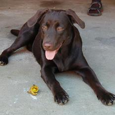 Labrador retriever Sille