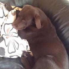 Labrador retriever Sille