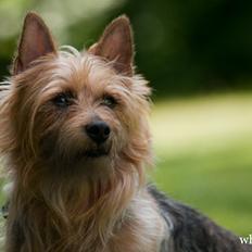 Australsk terrier Luka Min engel