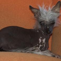 Chinese crested hårløs Tiny