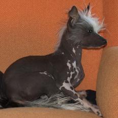 Chinese crested hårløs Tiny