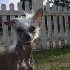 Chinese crested hårløs Tiny
