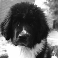 Newfoundlænder Ronja