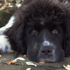 Newfoundlænder Ronja