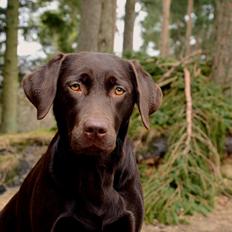 Labrador retriever Cocio