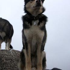 Finsk hyrdehund Ráddna